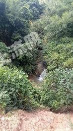 广东肇庆广宁县 6000亩 灌木林地 经营权出租