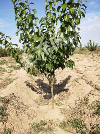 张家口宣化区 18.74亩 荒地 使用权出租