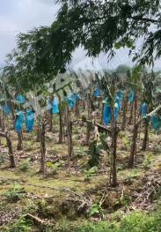 阳江阳春市 160亩 旱地 经营权转让