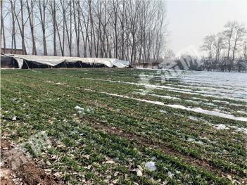 新乡平原示范区 4亩 水浇地 经营权出租