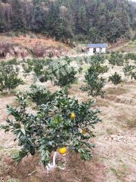 赣州瑞金市30亩果园经营权转让