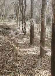 西双版纳勐腊县 450亩 其它林地 经营权转让