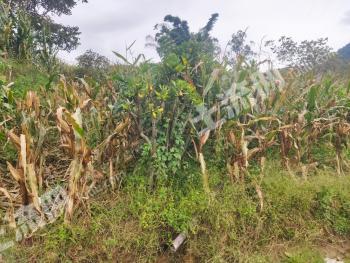 楚雄元谋县 400亩 果园 经营权出租