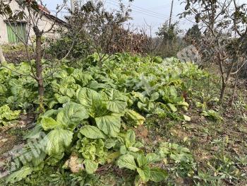 绵阳江油市 500平方米 农村宅基地 使用权出租
