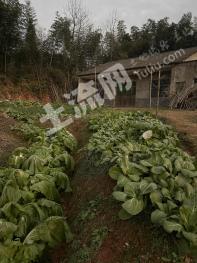 益陽(yáng)桃江縣 1.11畝 農(nóng)村宅基地 使用權(quán)出租