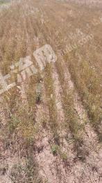 乌兰察布兴和县 707.12亩 旱地 经营权出租