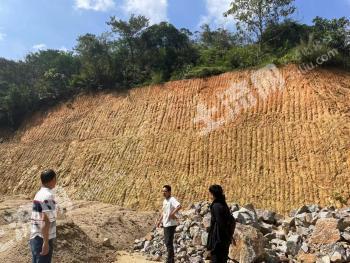 云浮云安区 60亩 田坎 经营权出租