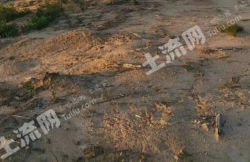 阳江阳西县 300亩 其它林地 经营权出租