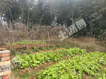 益陽(yáng)桃江縣 0.68畝 農(nóng)村宅基地 使用權(quán)出租