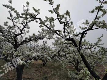 葫芦岛兴城市 40亩 其它林地 经营权出租
