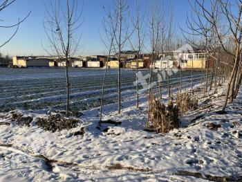 菏泽曹县 100亩 水浇地 经营权出租