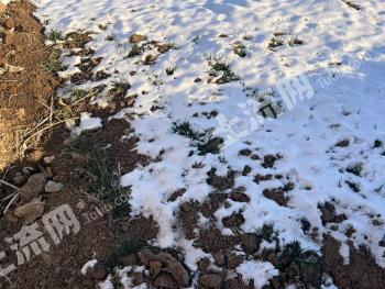 菏泽曹县 120亩 水浇地 经营权出租