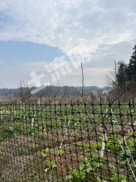 益陽(yáng)桃江縣 345.19平方米 農(nóng)村宅基地 使用權(quán)出租