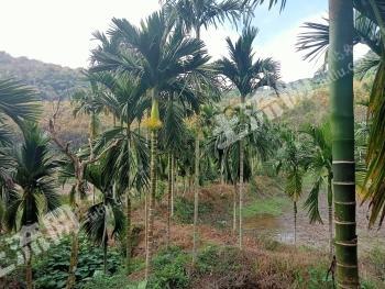 海南琼中黎族苗族自治县 200亩 其它林地 经营权出租