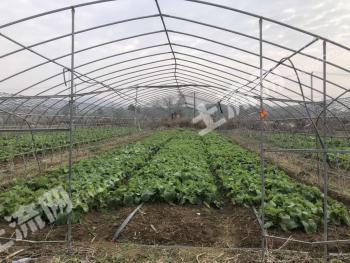 武汉江夏区 33.82亩 水浇地 经营权出租