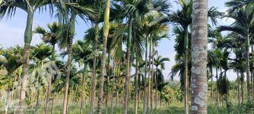 海南琼中黎族苗族自治县 88.64亩 其它林地 经营权转让