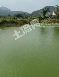阳江阳西县 40亩 坑塘水面 经营权转让