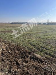 菏泽牡丹区 150亩 水浇地 经营权出租