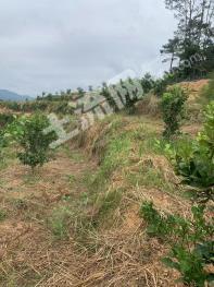 玉林容县 45亩 果园 经营权转让