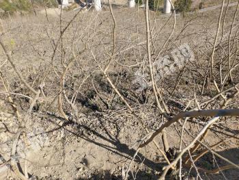 凉山德昌县 15亩 水浇地 经营权转让