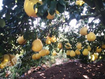 柳州融水苗族自治县 500亩 果园 经营权出租