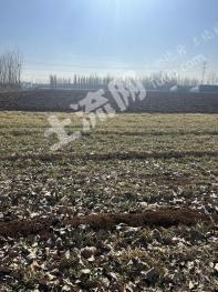 菏泽曹县 100亩 水浇地 经营权出租