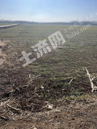 菏泽曹县 100亩 水浇地 经营权出租