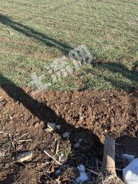 济南商河县 150亩 水浇地 经营权出租