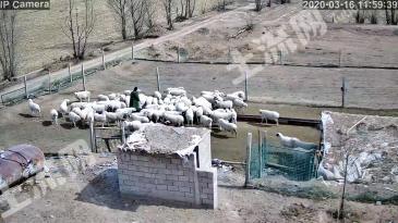 武威古浪县 600亩 水浇地 经营权出租