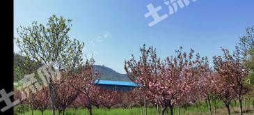 滨州邹平市 51.85亩 其它商服用地 使用权转让