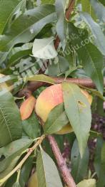 荆州松滋市 418.86亩 果园 经营权出租