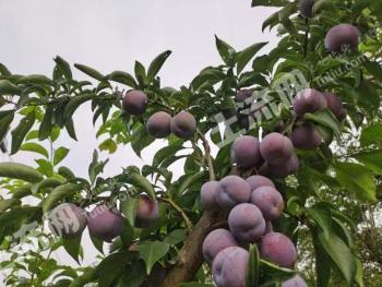 桂林全州县 200亩 果园 经营权转让