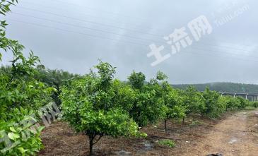 江门开平市 7.06亩 果园 经营权出租