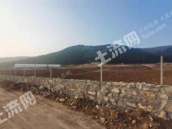 泰安肥城市 305.15亩 果园 经营权转让