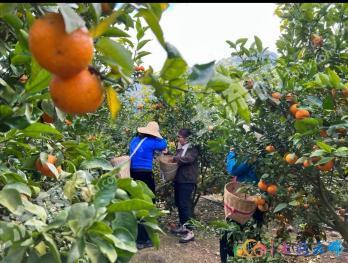 普洱市宁洱哈尼族彝族自治县 50亩 果园 经营权转让