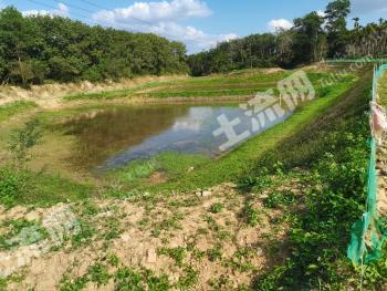 海南屯昌县 30亩 坑塘水面 经营权转包
