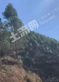 梅州五华县 2200亩 其它林地 经营权转让