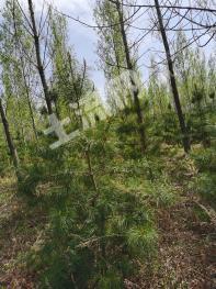 吉林永吉县 70亩 红树林地 经营权出租