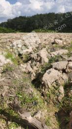 西双版纳勐腊县 400亩 其它林地 经营权出租