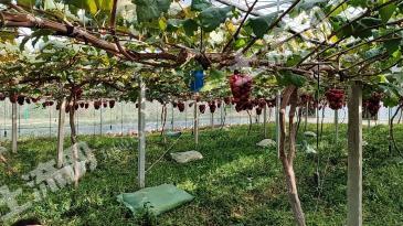 嘉兴海盐县 8亩 果园 经营权出租