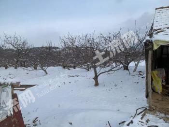 烟台福山区 10亩 果园 经营权转让