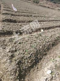 福州连江县 38.14亩 水浇地 经营权出租