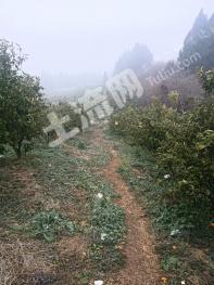 绵阳梓潼县 220亩 果园 经营权转包