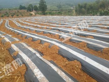 三明永安市 350亩 农场 使用权出租