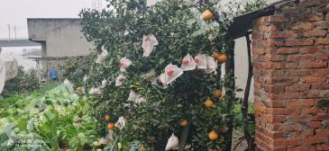 眉山東坡區(qū) 600平方米 農(nóng)村宅基地 使用權(quán)出租