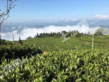 恩施恩施市 35.31亩 茶园 经营权出租