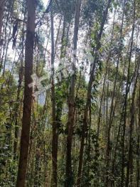 红河屏边苗族自治县 2460亩 其它林地 经营权转让