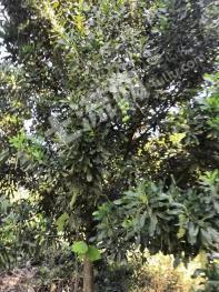 普洱市镇沅彝族哈尼族拉祜族自治县 60亩 其它林地 经营权转让