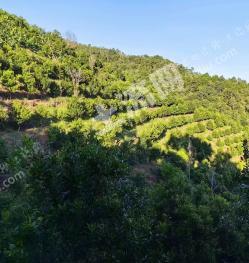 普洱市思茅区 111.8亩 灌木林地 经营权出租