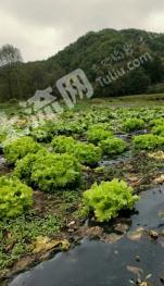 宝鸡太白县 30亩 水浇地 经营权出租